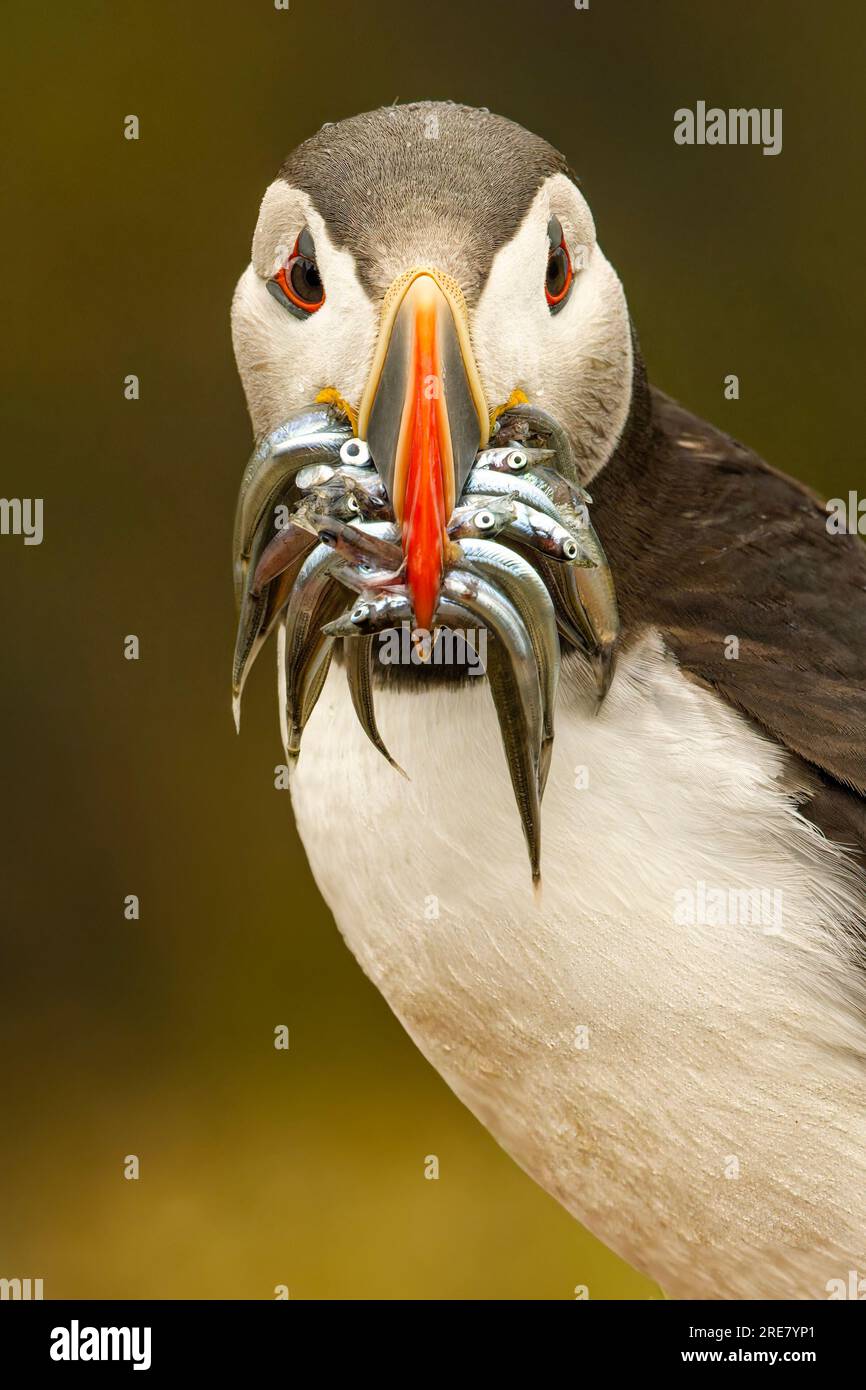 The puffin enjoys its meal before a nine month sea journey. Skomer ...