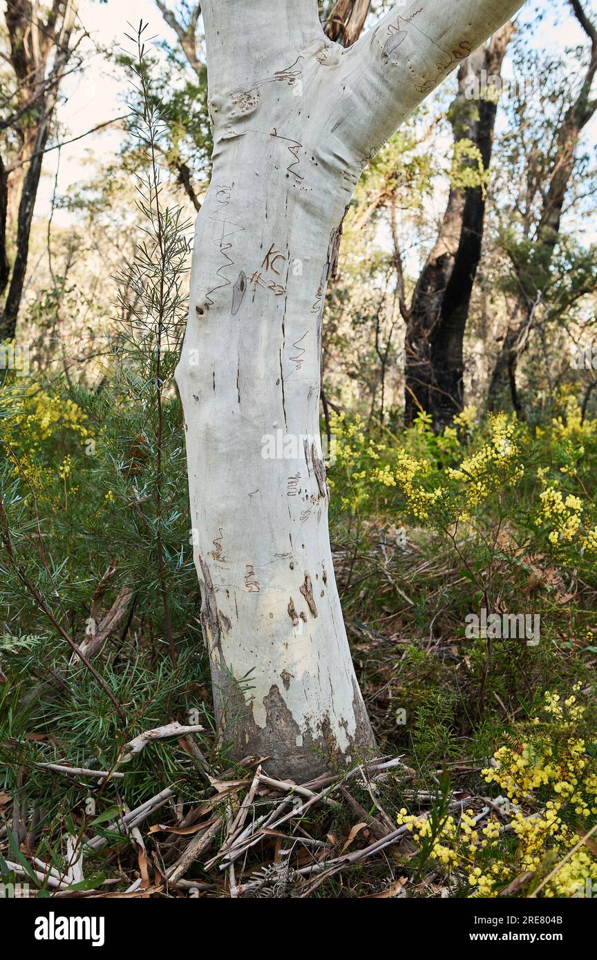 Sydney Blue Gum, Eucalyptus saligna, close up of trunk, Blue Mountains, NSW, Australia Stock Photo