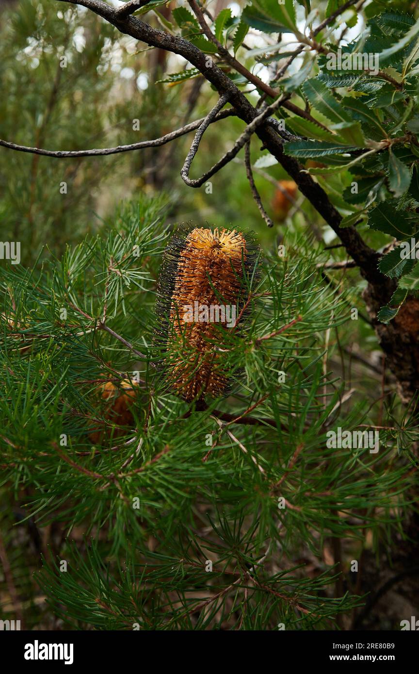 Banksia Spinulosa in Blue Mountains, NSW, Australia Stock Photo