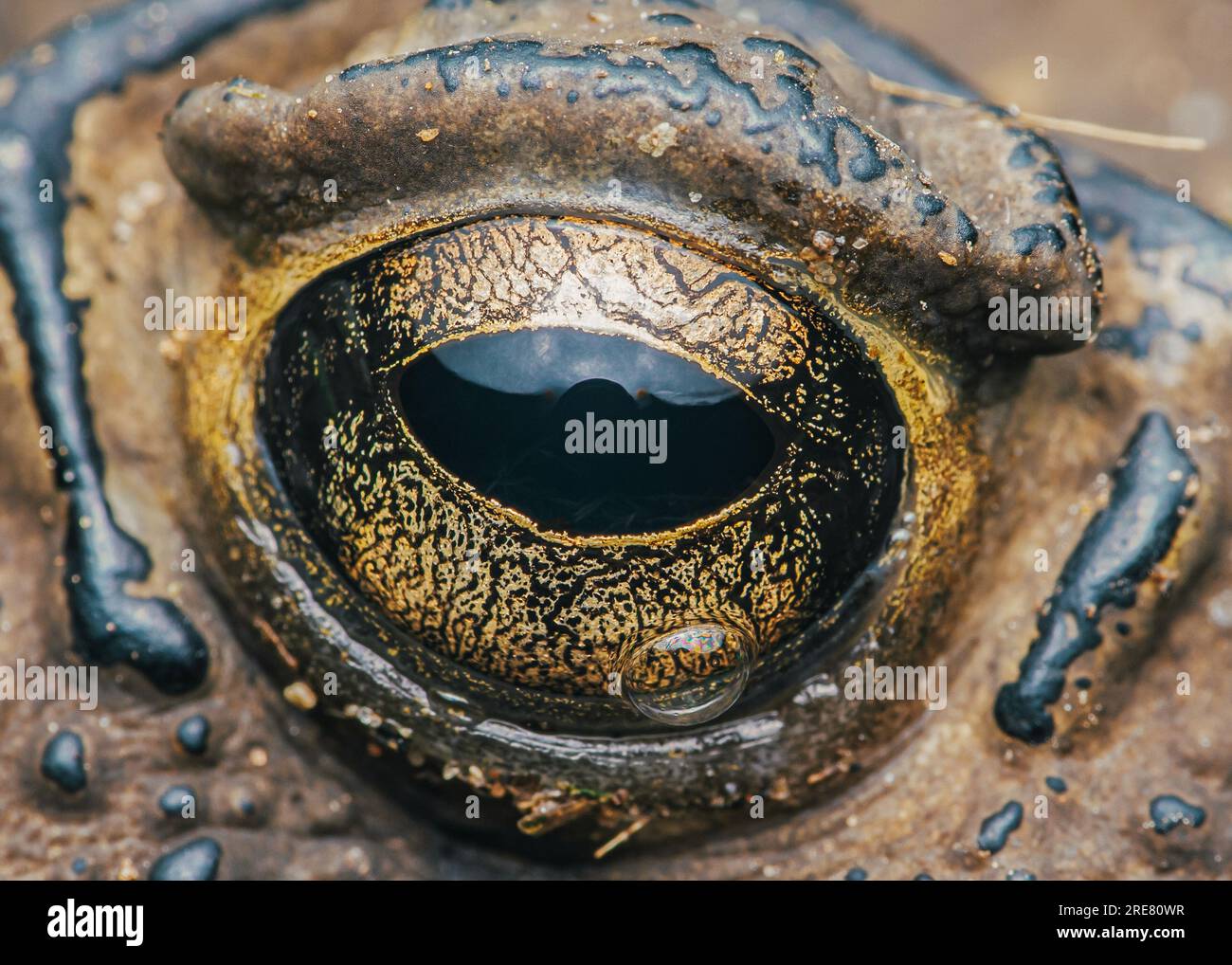 Extrem macro of Toad eye, Detail of toad eye. Stock Photo