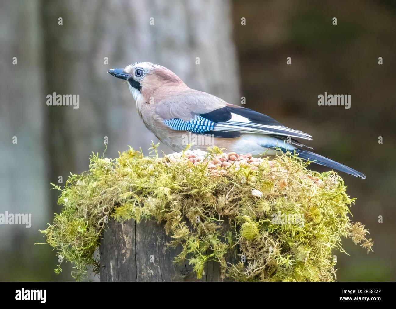 Beautiful colourful Jay corvid bird in the woodland eating nuts Stock Photo