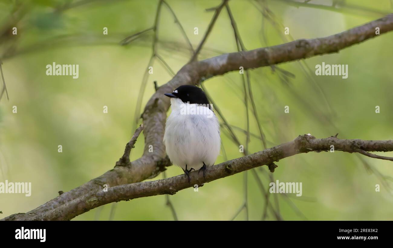 Flycatcher Stock Photo