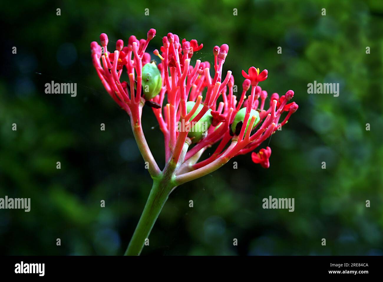 Close-up of Jatropha podagrica (Buddha Belly plant) bloom sot against against blurry green background Stock Photo