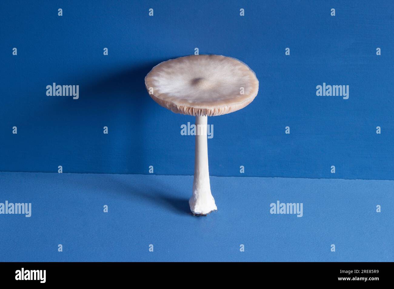 Above view of a white giant mushroom with long stem and large agaric ...