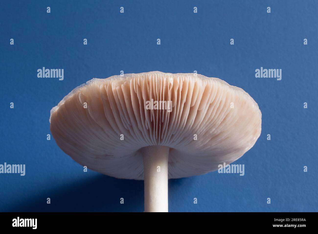 Captivating CloseUp Detail of Giant White Fungus with Long Stem and