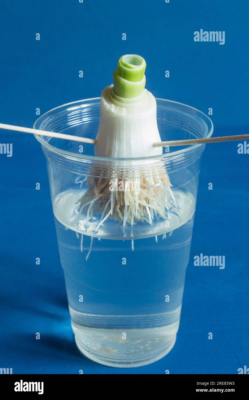 A close-up of a two-centimeter leek stem cut and placed in a transparent glass with water halfway up the glass, showing how it starts to sprout new ro Stock Photo