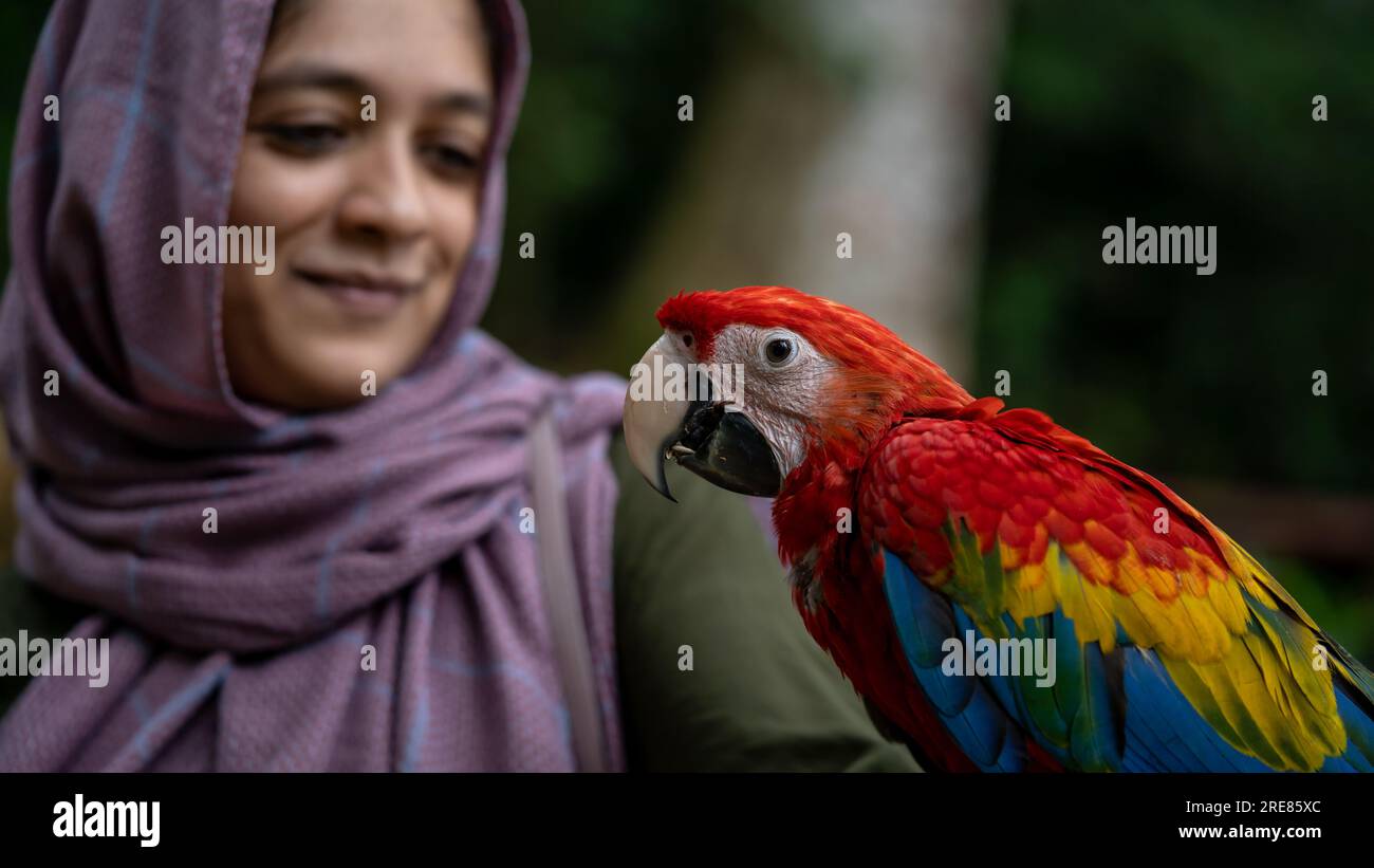 Muslim Women with Colorful Parrot Enjoying Animals Stock Photo