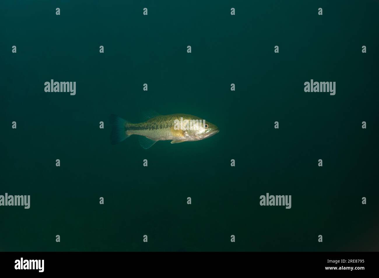 Large mouth bass black bass hi-res stock photography and images - Alamy