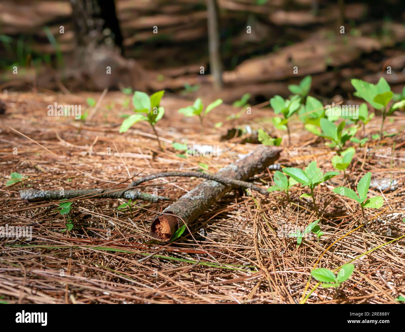 Pine leaves, Pinus merkusii dry leaves, dry tree branch on the forest