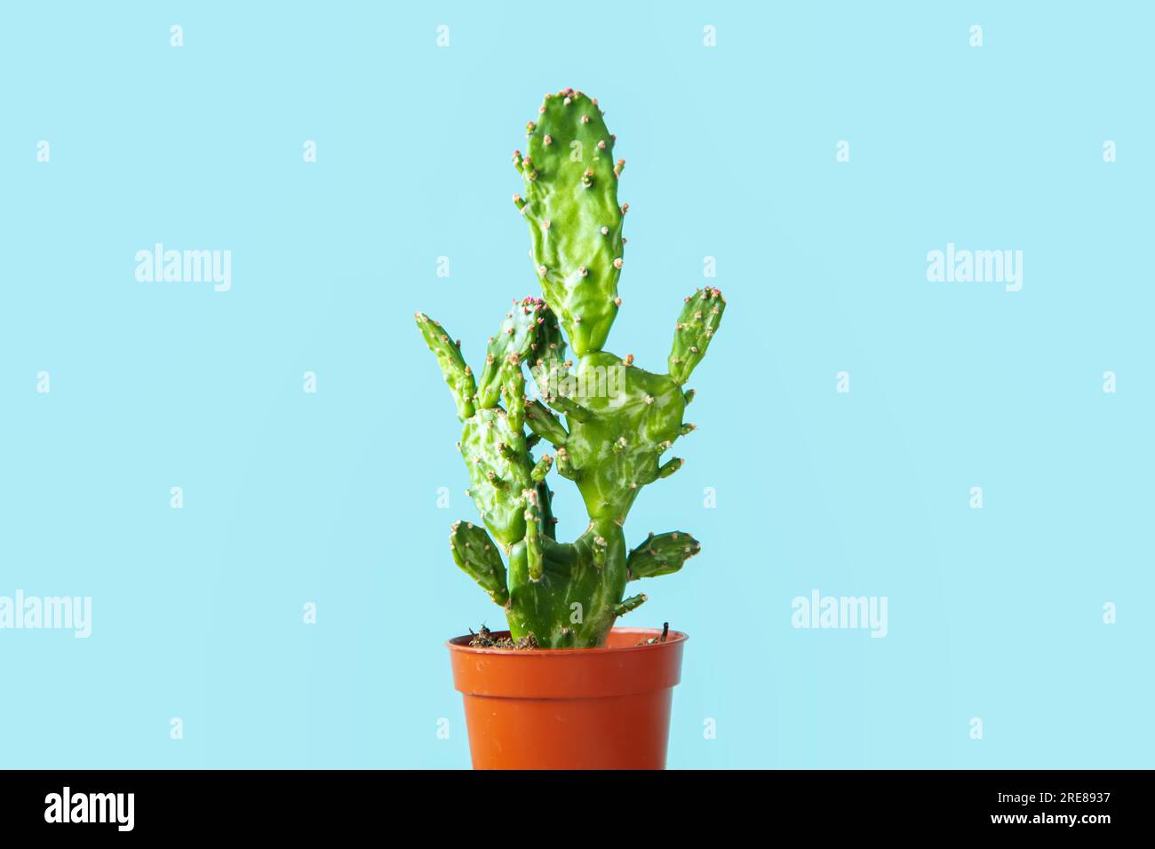 Cactus in a pot. Copy space. Blue background. Stock Photo