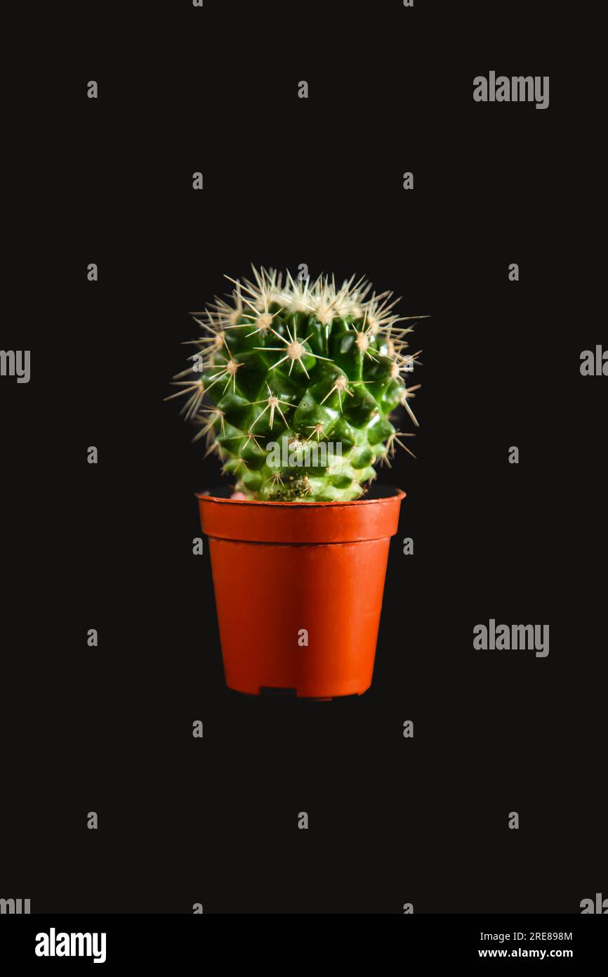 Cactus in a pot. Copy space. Isolated on black. Stock Photo