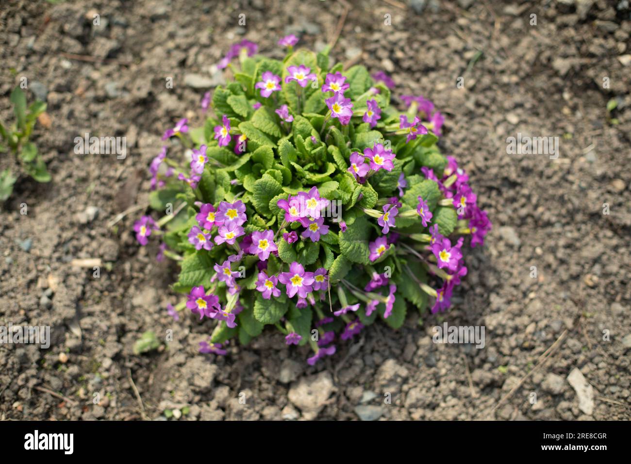 Flowers in ground. Top view of flower bed. Planting. Seedling in ground