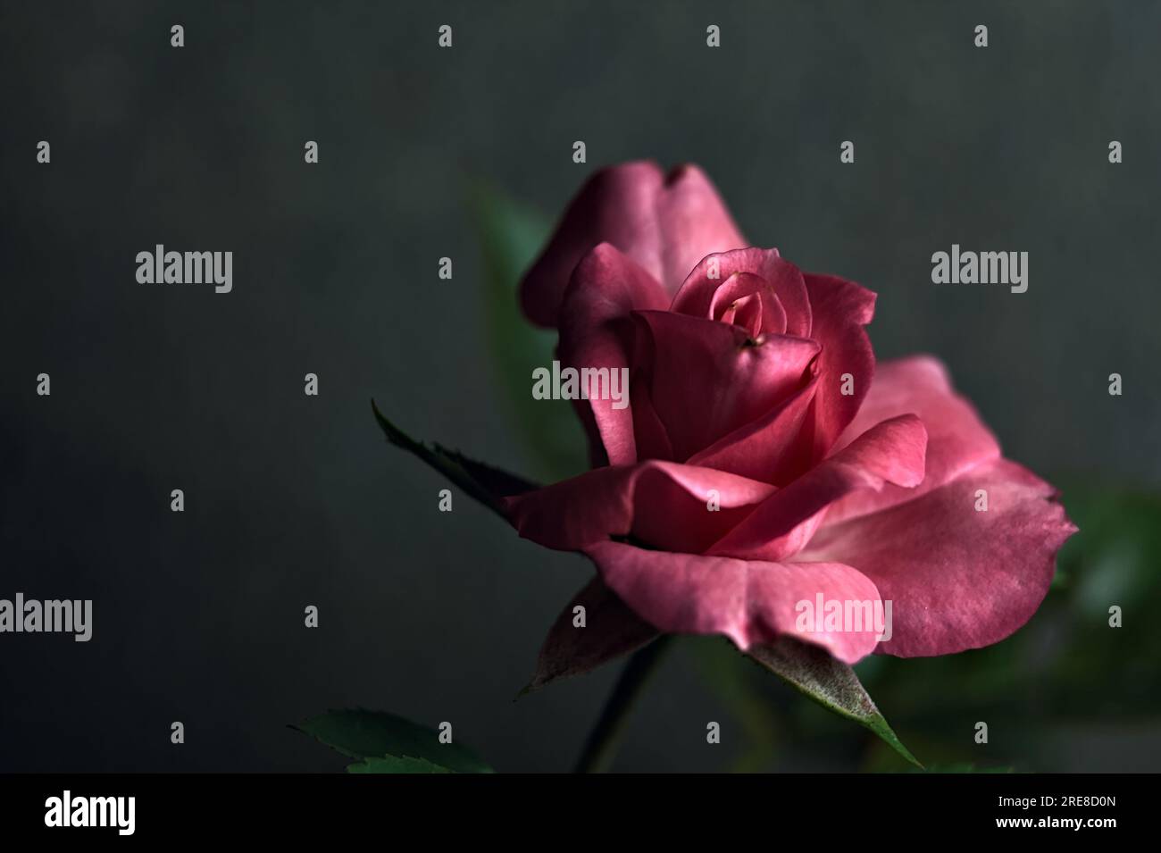 Pink miniature rose in bloom seen up close Stock Photo Alamy