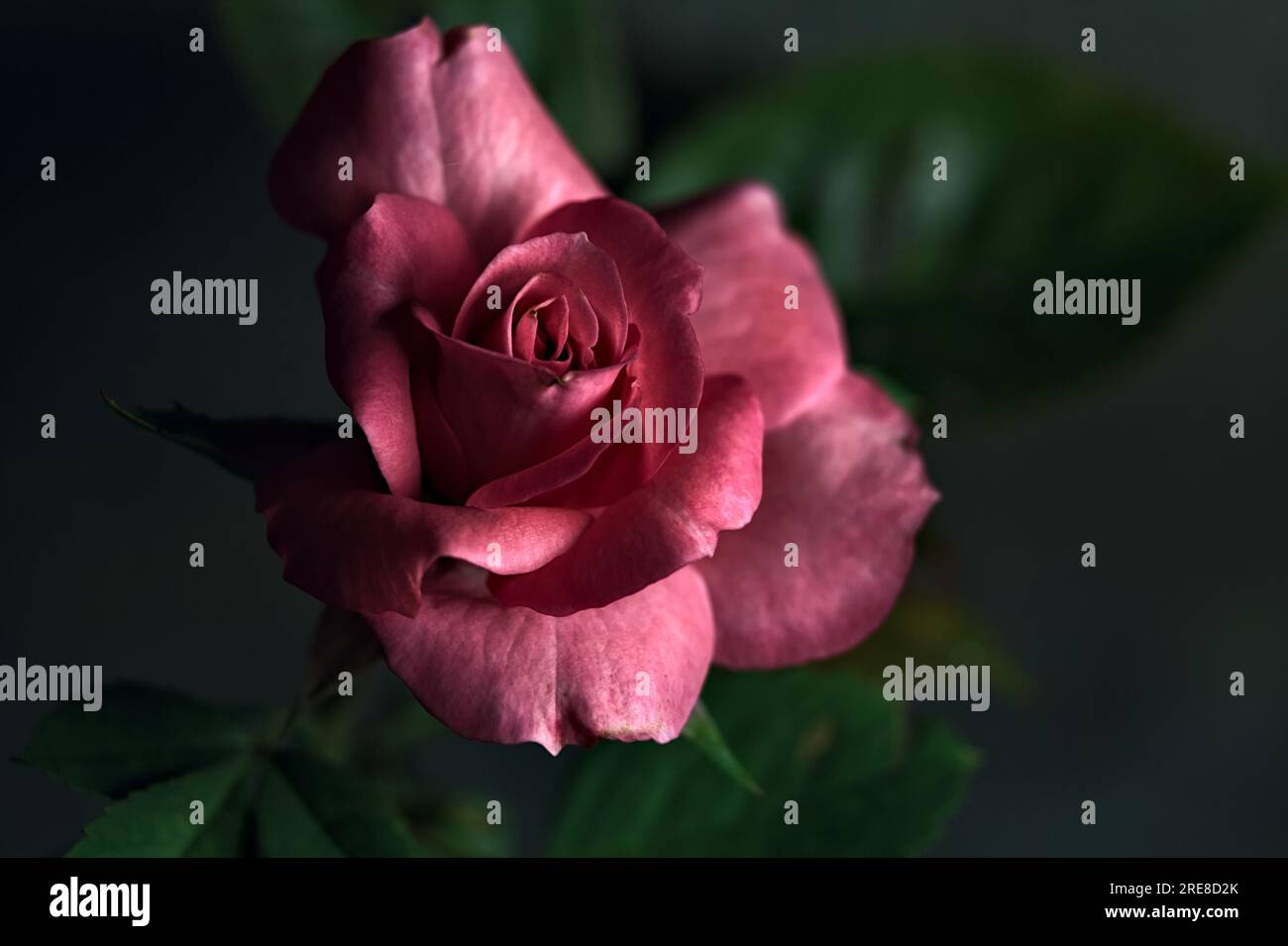 Pink miniature rose in bloom seen up close Stock Photo Alamy