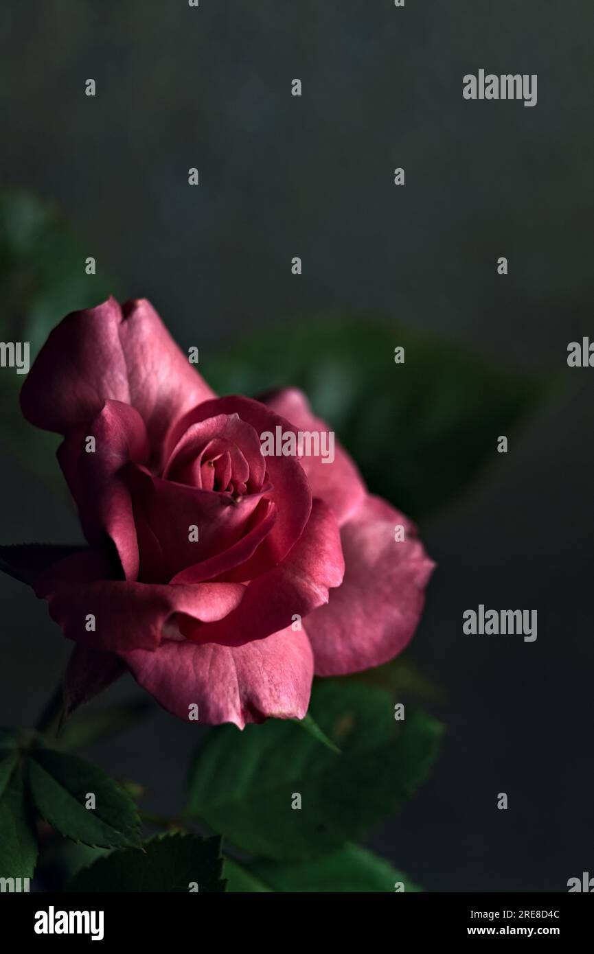 Pink miniature rose in bloom seen up close Stock Photo - Alamy