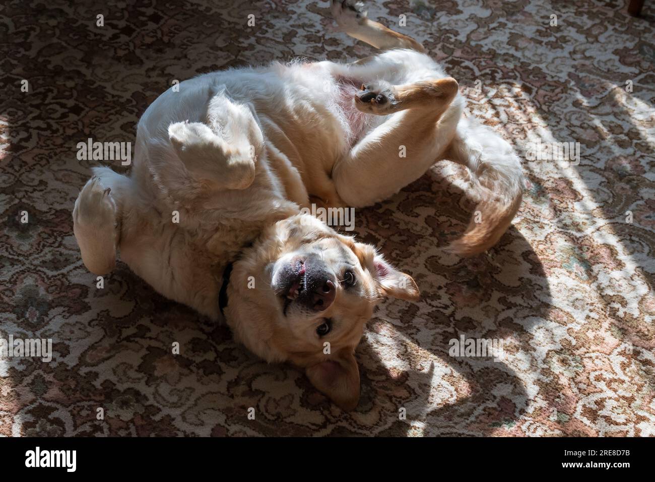 A labrador dog rolling around on a carpet Stock Photo Alamy