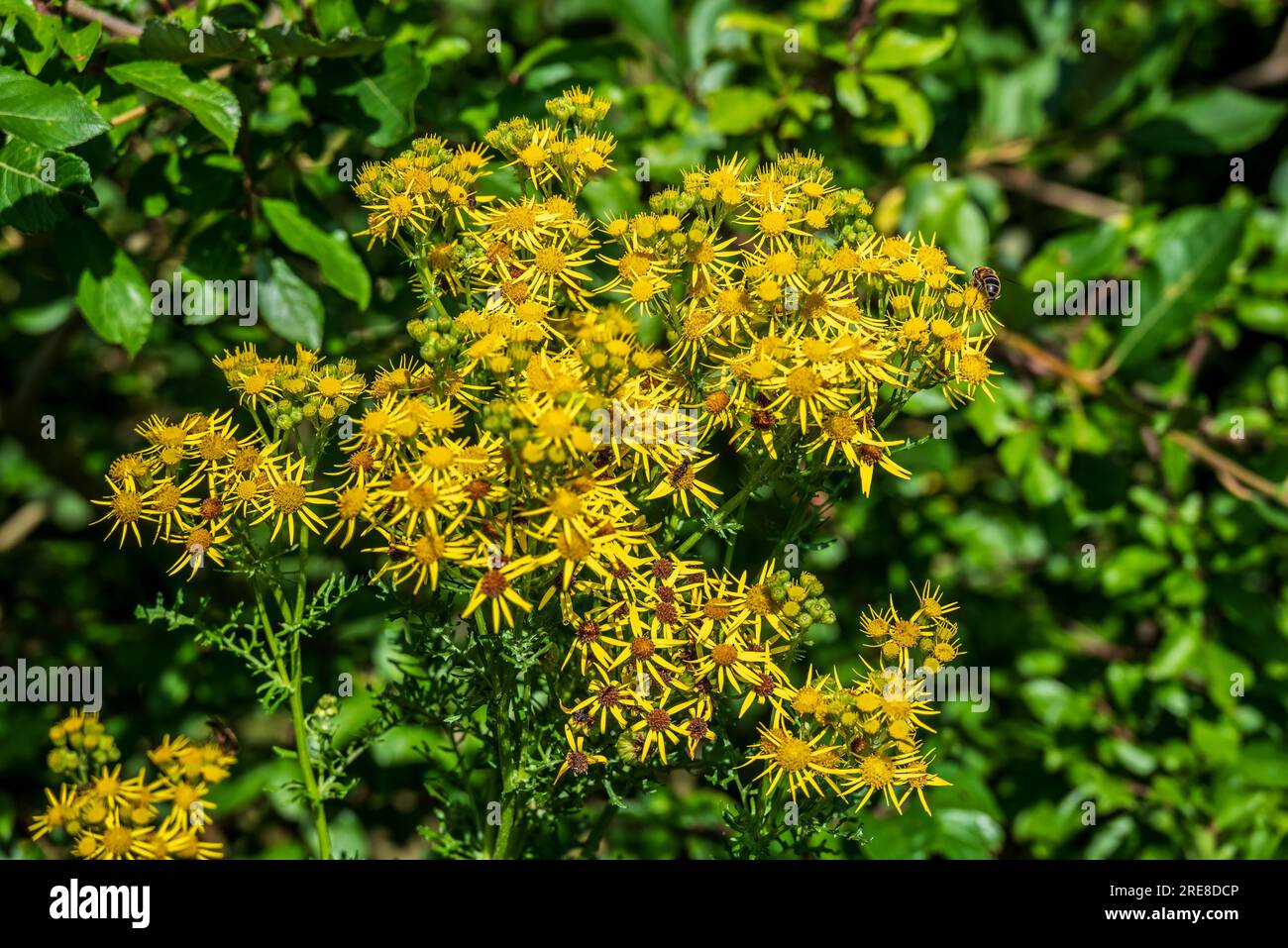 Common ragwort flower hi-res stock photography and images - Alamy