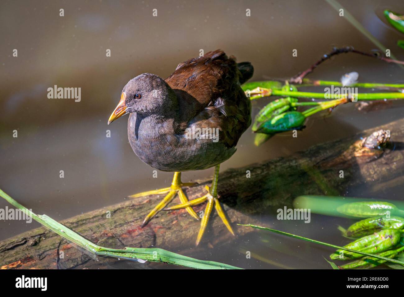 A juvenile coot on a floating log showing its large feet. Stock Photo