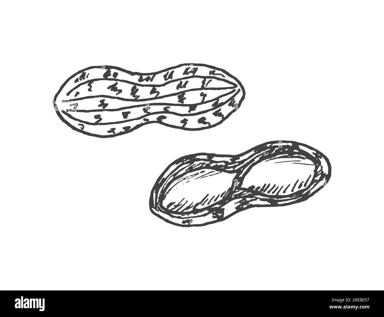Peanuts Groundnut Hand Drawn Illustration Stock Vector Image Art Alamy peanuts-groundnut-hand-drawn-illustration-stock-vector-image-art-alamy