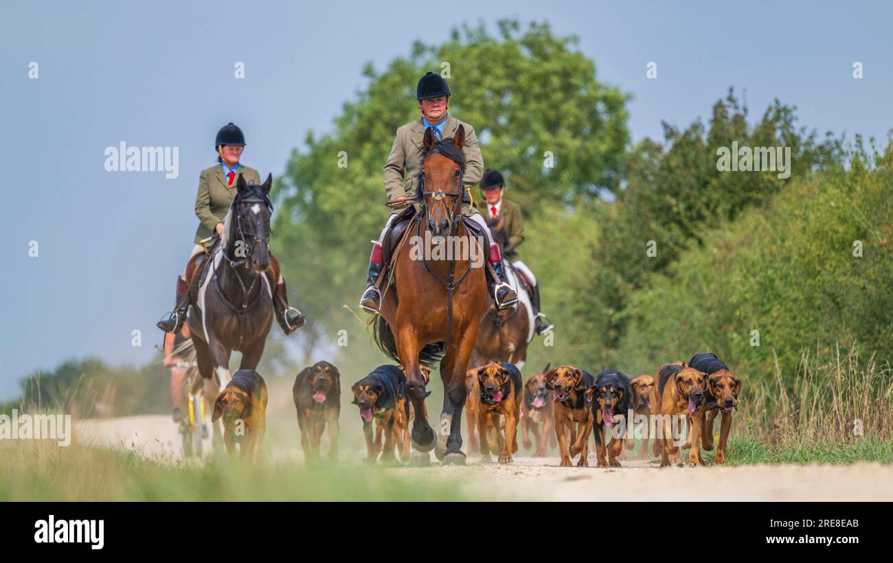 The Cranwell Bloodhounds hacking down a dusty track during daily hound exercise on a hot summer afternoon Stock Photo