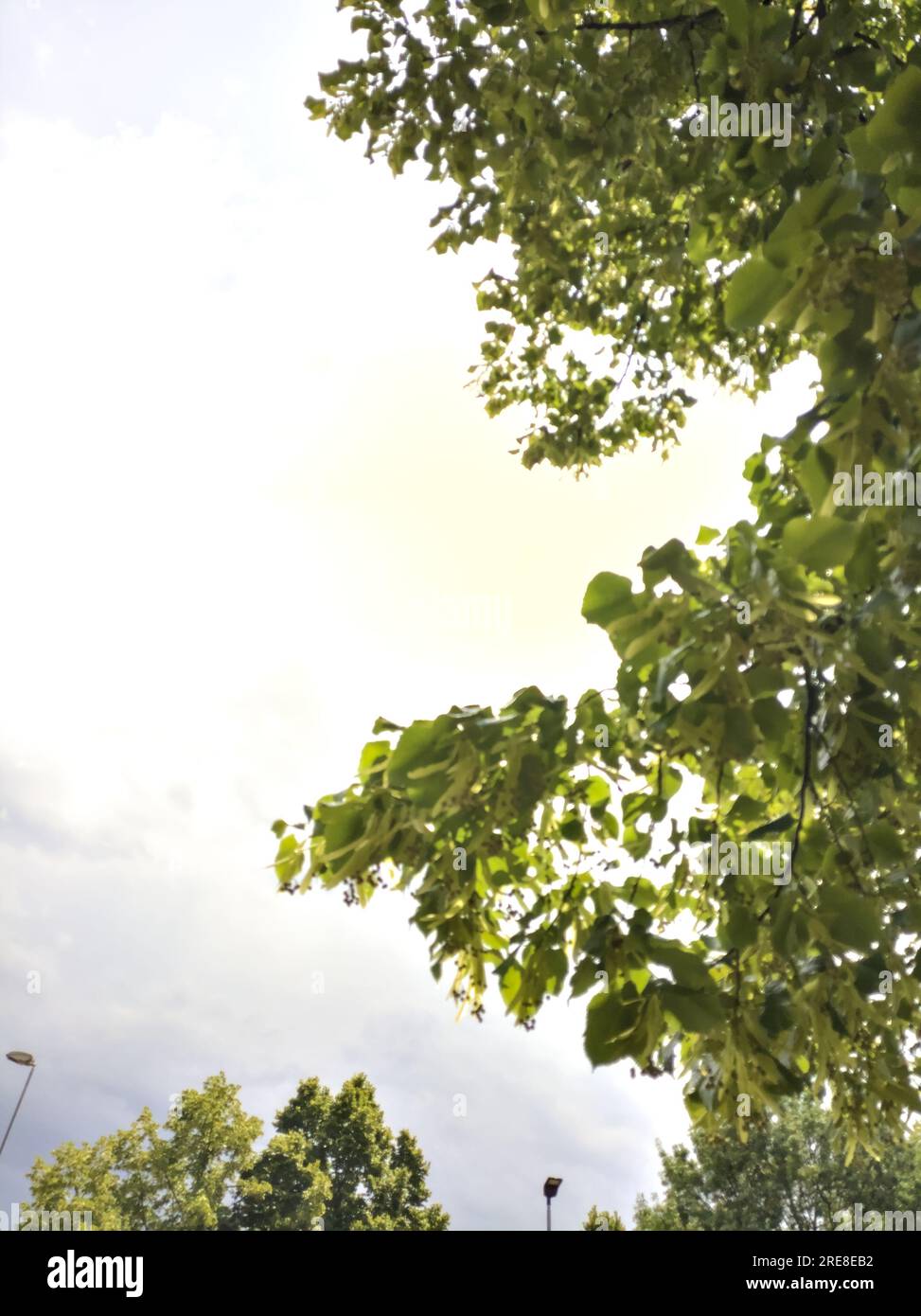 Tree tops on a cloudy sky as background Stock Photo - Alamy