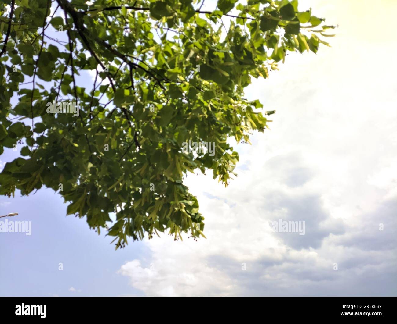 Tree tops on a cloudy sky as background Stock Photo - Alamy