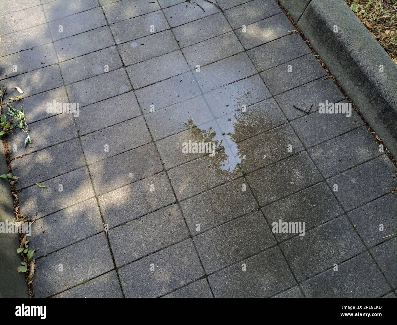 Puddle  on a pavement with sunlight and trees casted in the water Stock Photo