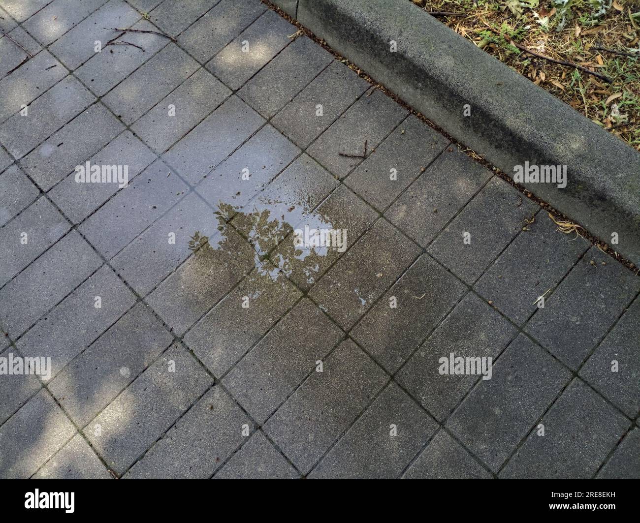 Puddle  on a pavement with sunlight and trees casted in the water Stock Photo