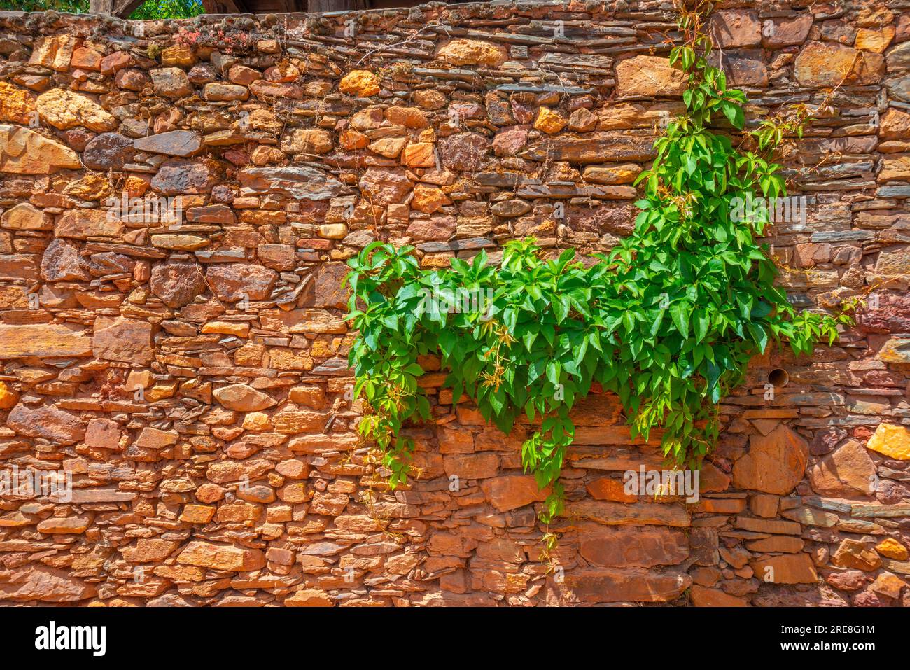 Reddish stone wall rith ivy. Stock Photo