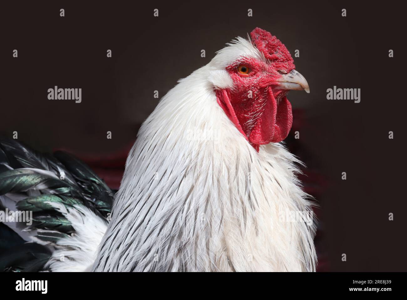 Brahma chicken at an organic sustainable farm Stock Photo