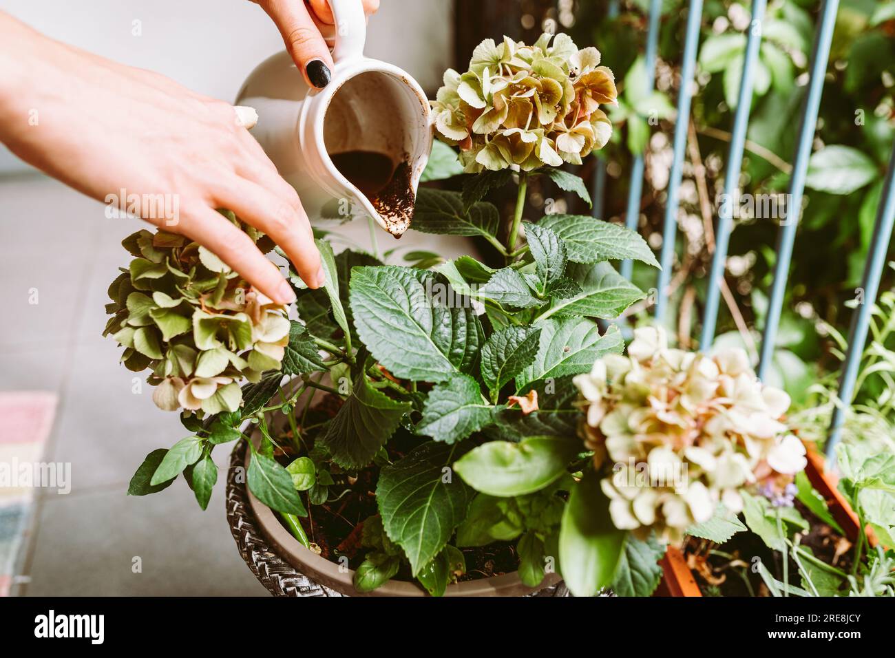 Throwing Away Used Coffee Ground Stock Photo Alamy