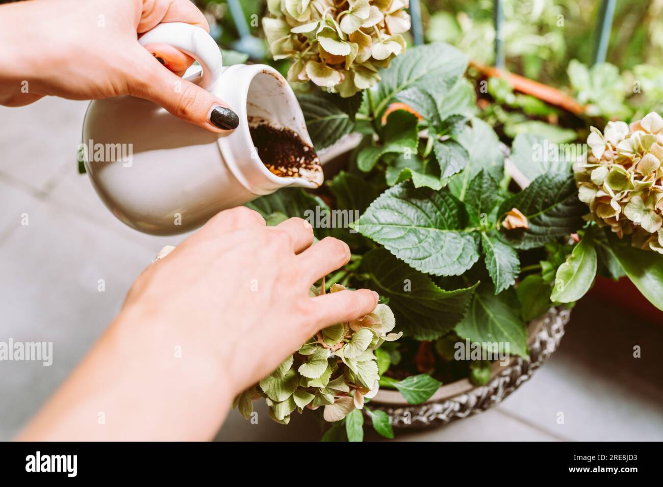 Throwing Away Used Coffee Ground Stock Photo Alamy
