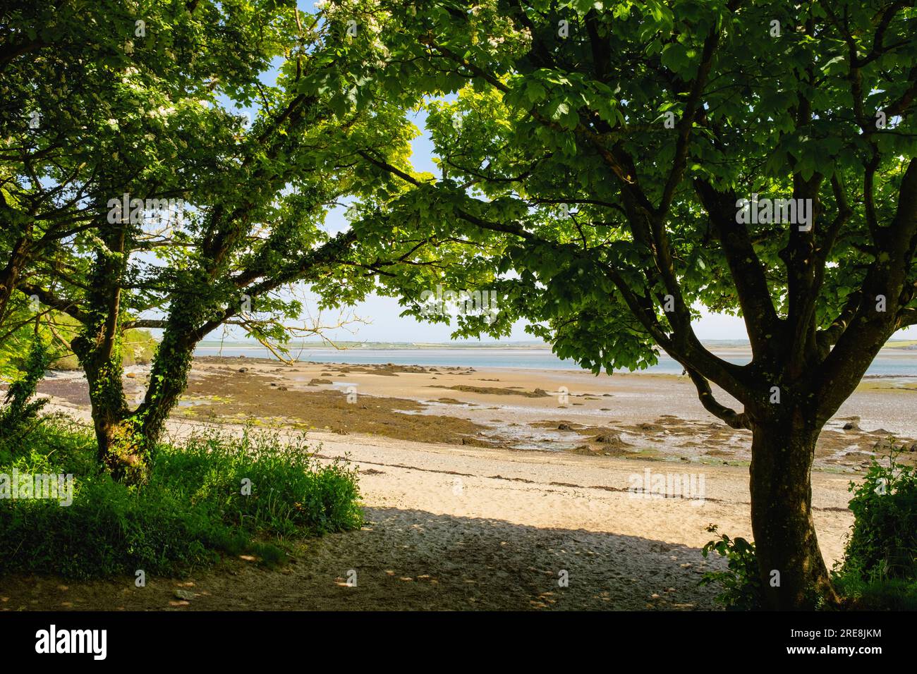 View through trees to Beddmanarch Bay beach Site of Special Scientific Interest from coast path in Penrhos Coastal Park Isle of Anglesey Wales UK Stock Photo