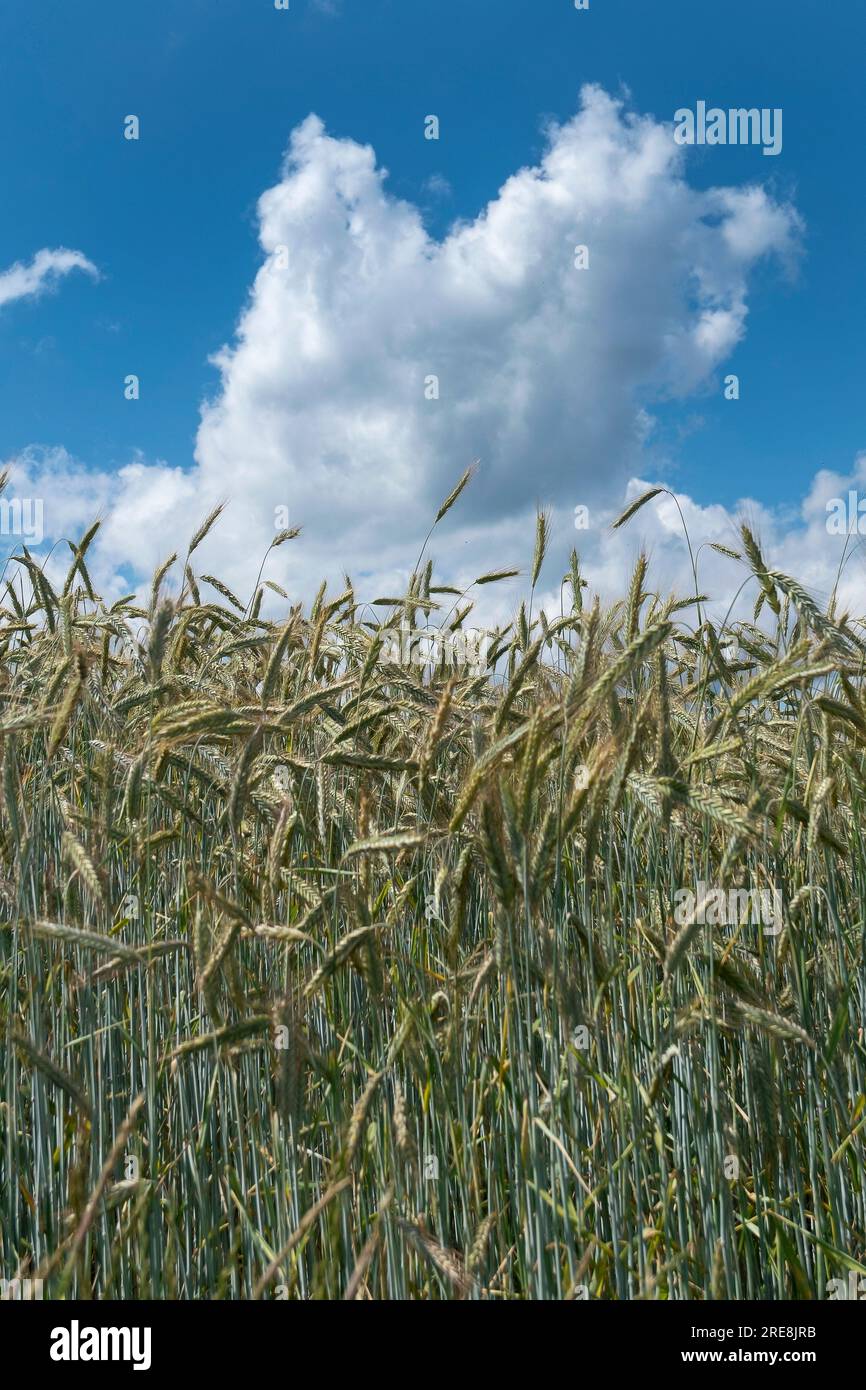 Clouds in a blue sky over a cornfield on a summer day Stock Photo