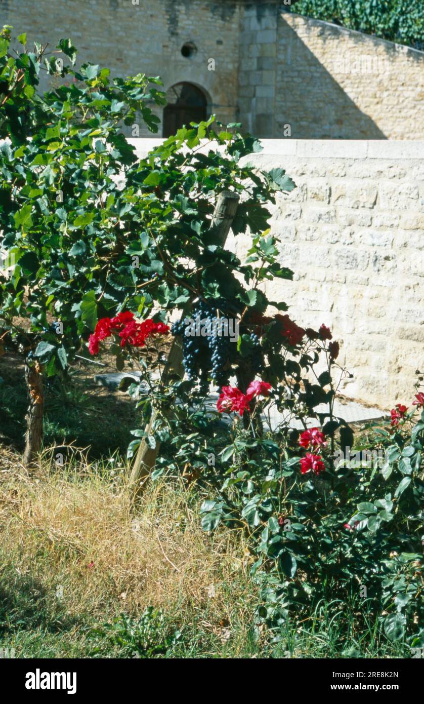 Roses and grape vines hi-res stock photography and images - Alamy