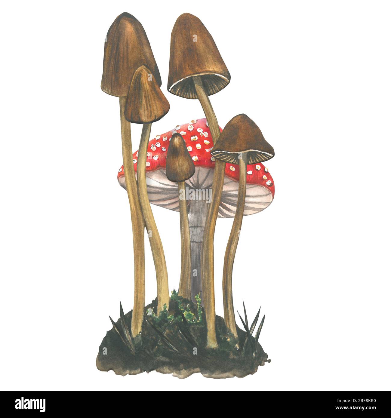 Watercolor composition of poisonous hallucinogenic mushrooms -pale toadstools and fly agaric on the background isolated on white background hand drawn Stock Photo