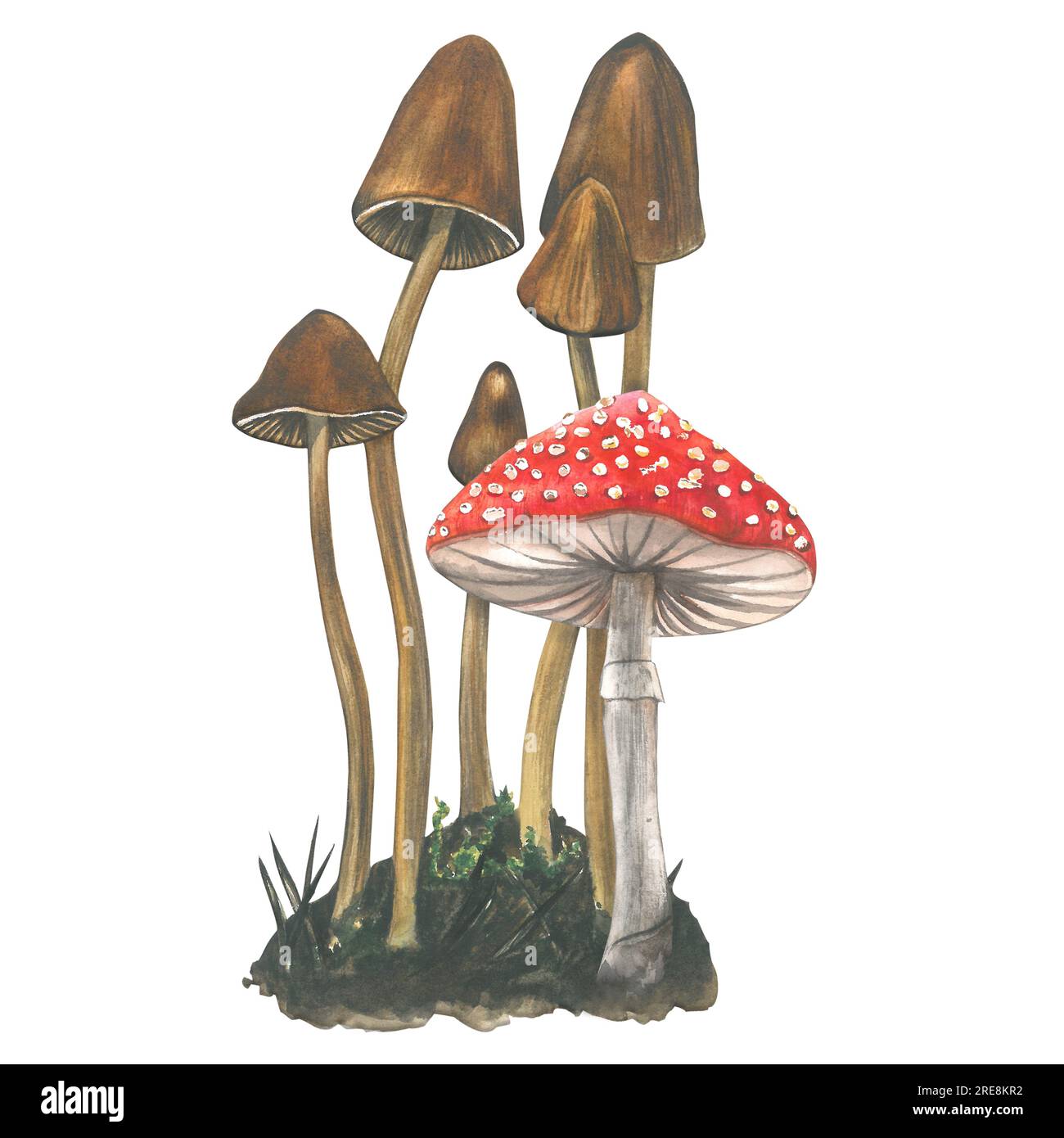 Watercolor composition of poisonous hallucinogenic mushrooms - pale toadstools and fly agaric isolated on white background made by hand Stock Photo
