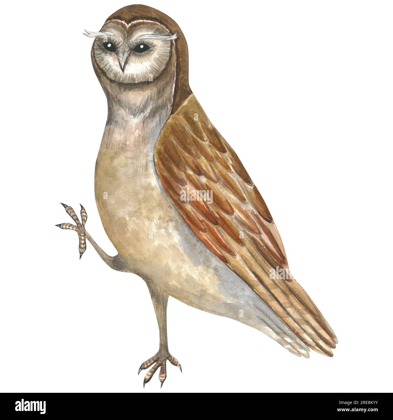 Watercolor illustration of owl isolated on white background made by ...