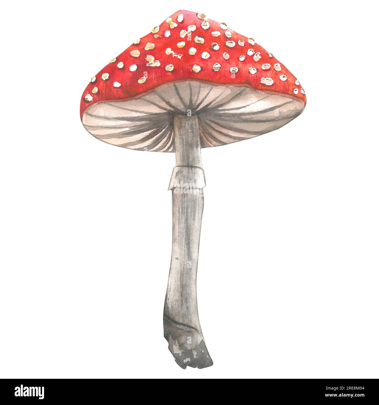 Fly agaric watercolor illustration isolated on white background made by hand Stock Photo