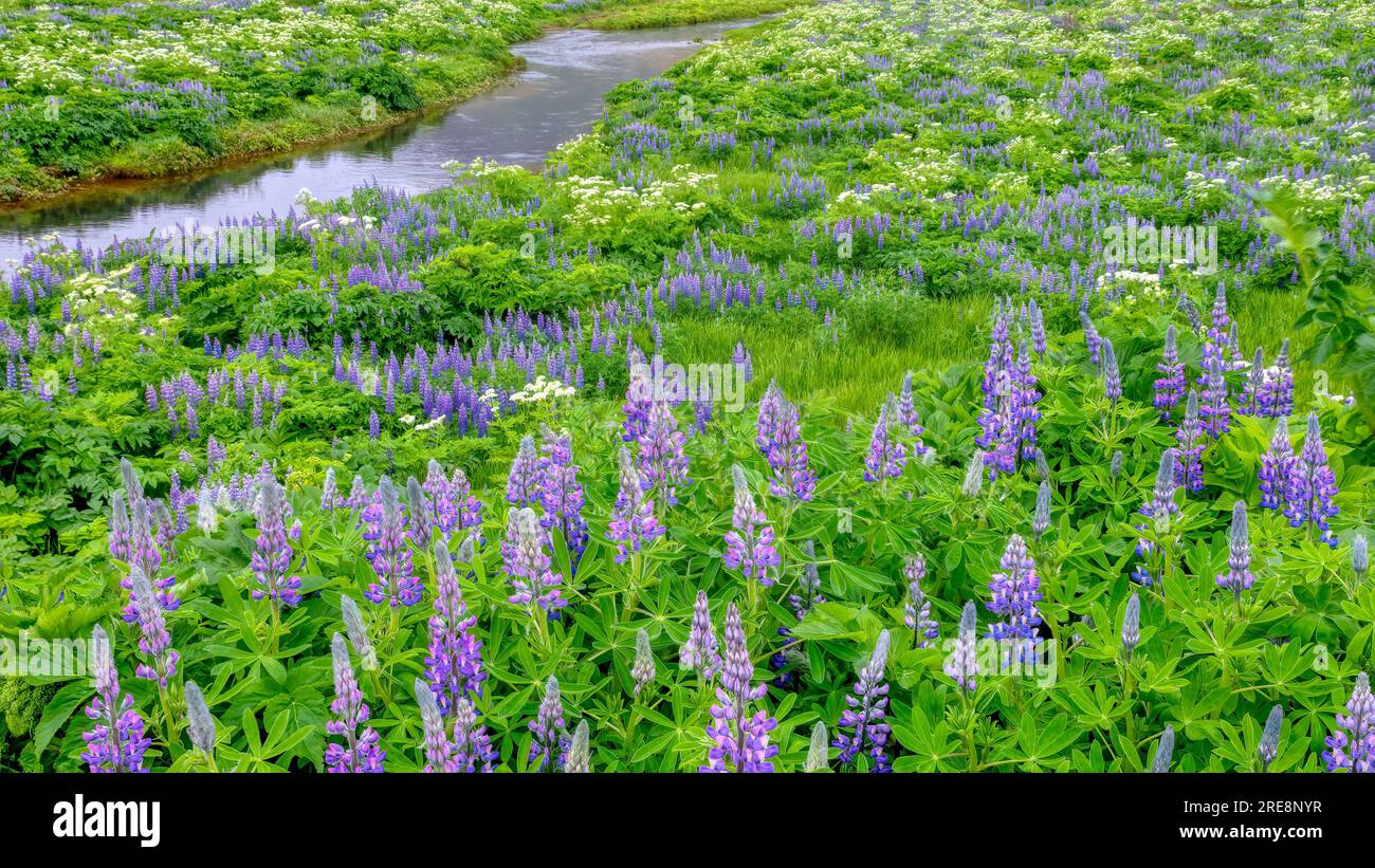 A meadow of wild purple and pink lupine (Lupinus) flowers blooming in early summer in Vik, Iceland. Stock Photo