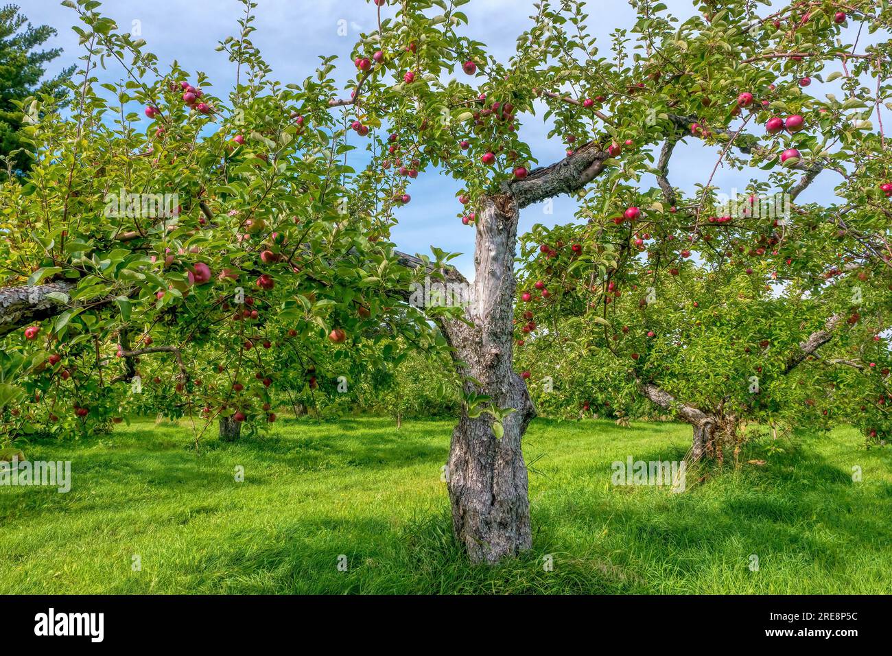 A gnarled old McIntosh apple tree loaded with ripe apples in a picturesque orchard in the Eastern Townships, Quebec, Canada. Stock Photo