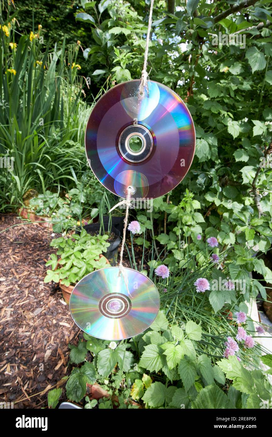 old dvds strung up to reflect light and deter birds from eating plants and fruits in a garden in the uk Stock Photo