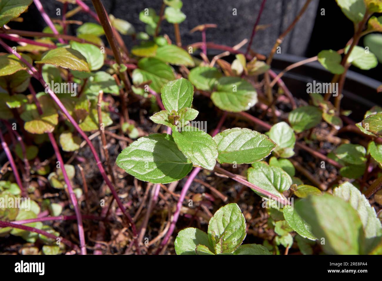chocolate mint mentha x piperita growing in a container in a garden in the uk Stock Photo