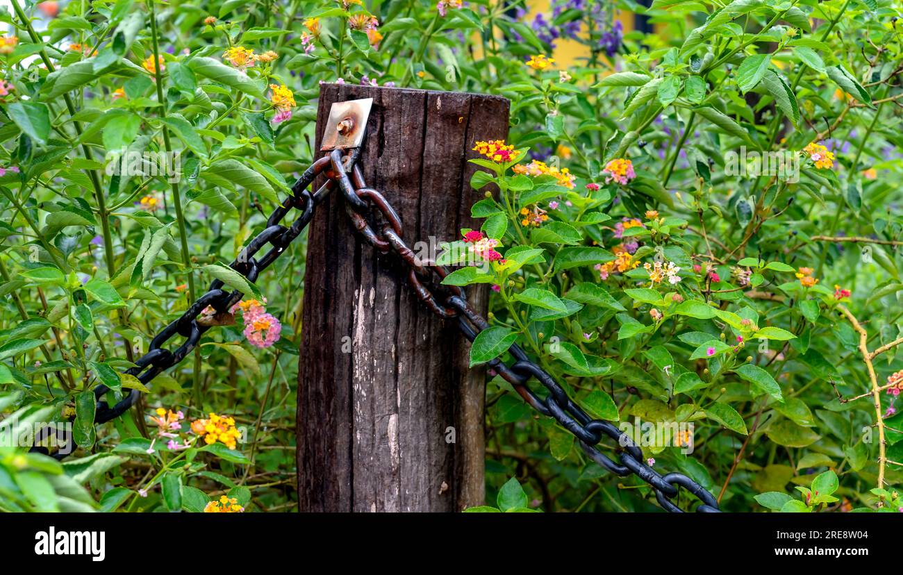 Old wooden garden fence and purple wildflowers Stock Photo - Alamy