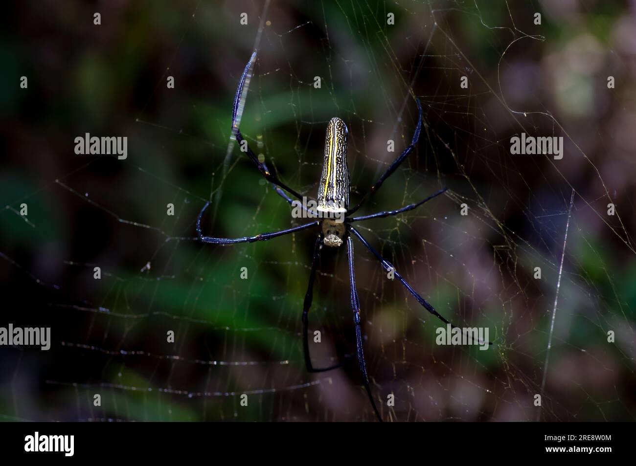 Giant Wood Spider, golden orb weaver spider, Nephila plumipes, banana spider, hanging on its web. Stock Photo