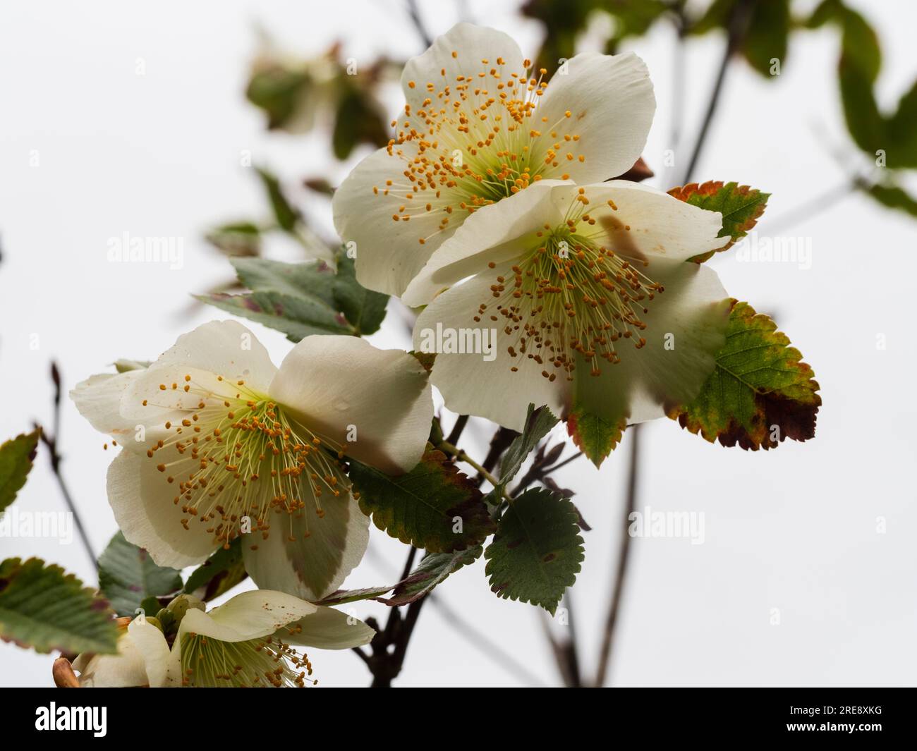 White, stamen filled flowers of the late summer blooming hardy brush bush, Eucryphia glutinosa Stock Photo