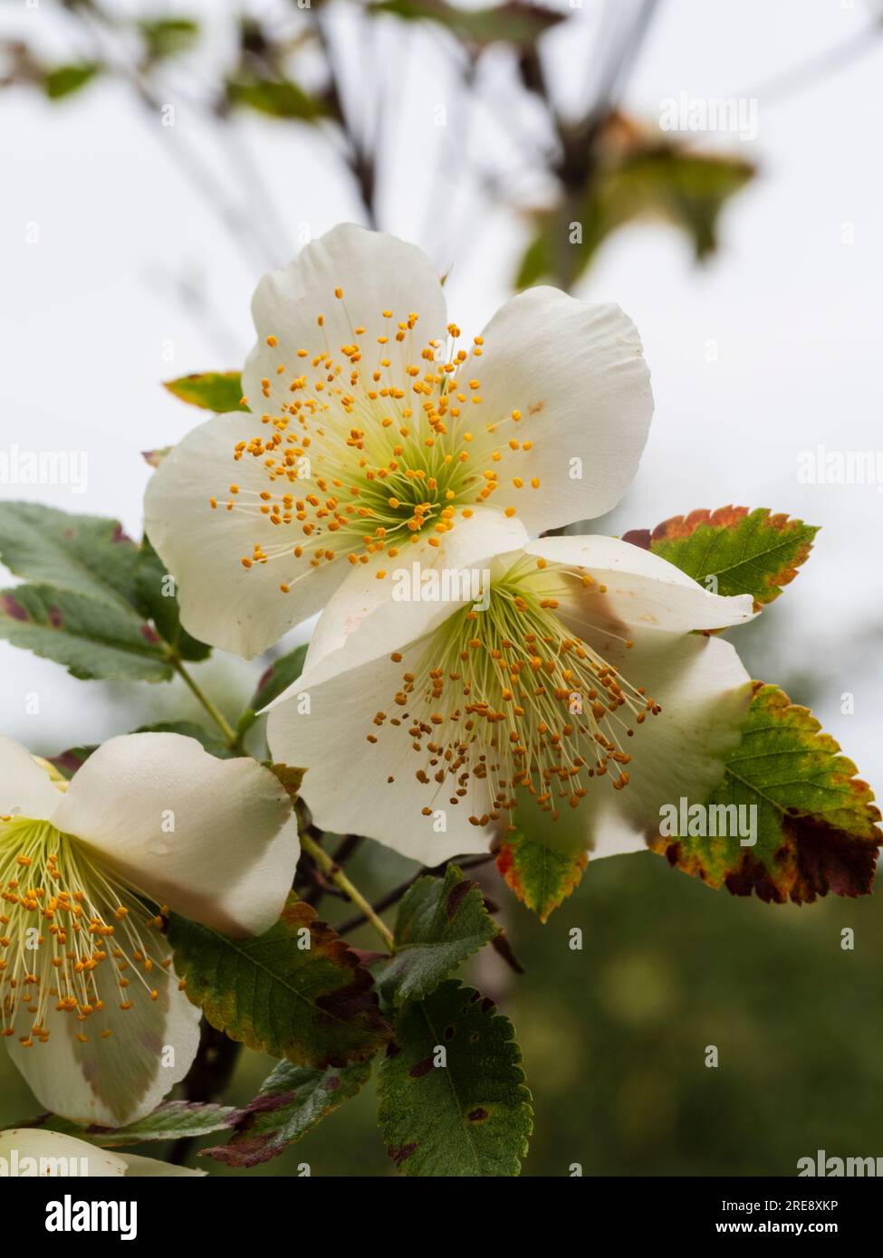 White, stamen filled flowers of the late summer blooming hardy brush bush, Eucryphia glutinosa Stock Photo
