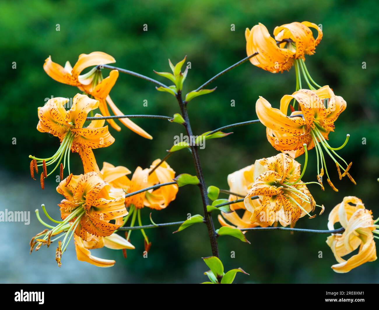 Orange turkscap flowers of the hardy, summer blooming lily, Lilium henryi Stock Photo