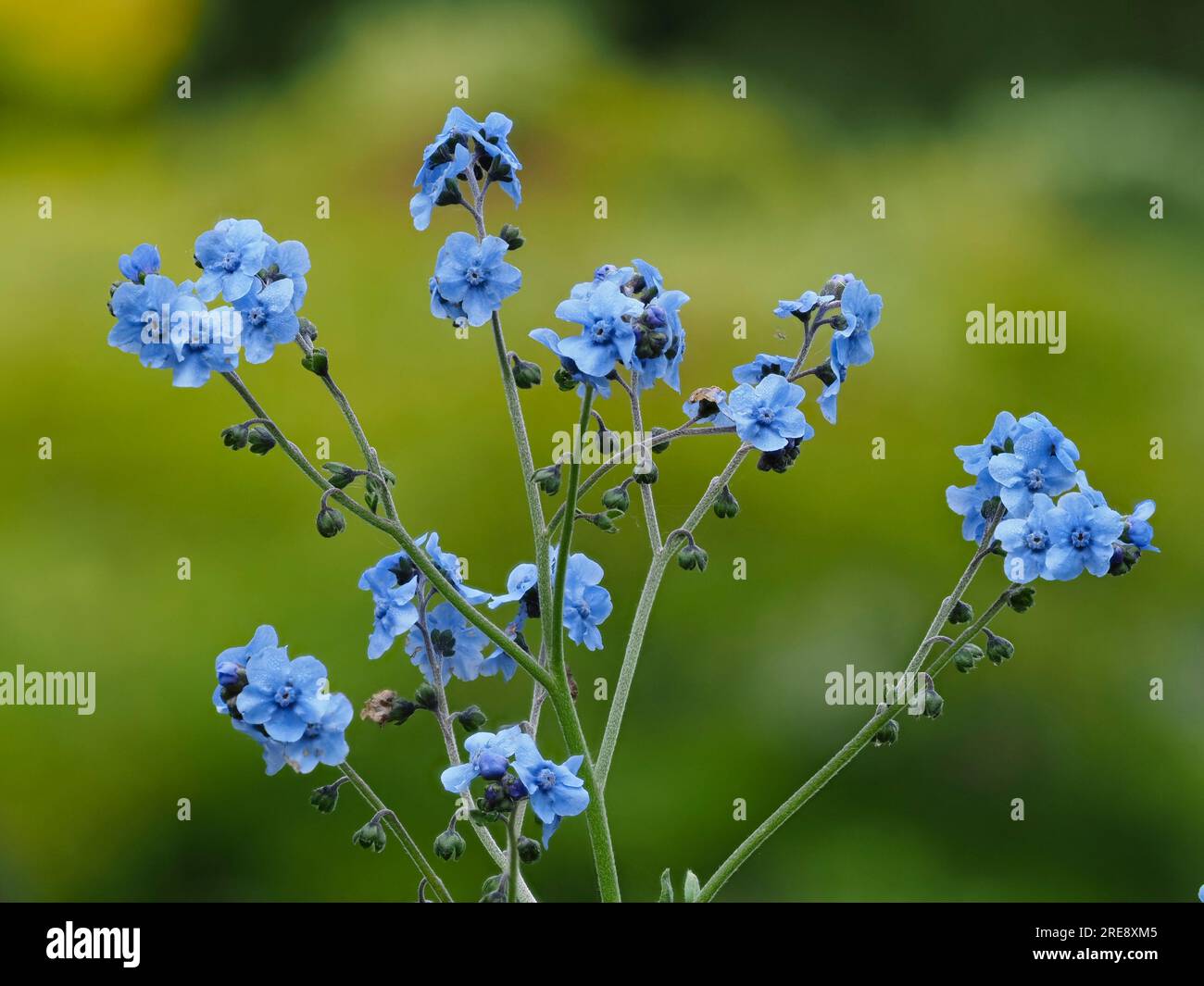 Blue summer flowers of the hardy annual Chinese forget-me-not, Cynoglossum amabile Stock Photo