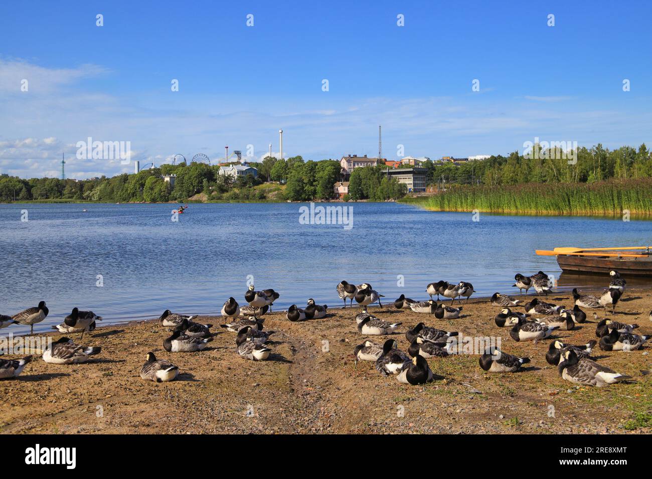 Töölö bay with barnacle geese on beach and Linnanmäki amusement park in background, Helsinki - Finland Stock Photo
